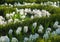 White hyacinths