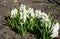 White hyacinths