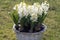 White hyacinths in a plant pot, blossoms opened