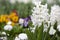 White Hyacinthus flower in the garden