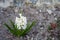 White Hyacinthus flowers