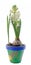 White Hyacinthus orientalis, garden hyacinth flowers, bulbs