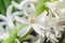 White Hyacinthus orientalis macro flowers, garden hyacinth bulbs