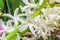 White Hyacinthus orientalis macro flowers, garden hyacinth bulbs