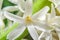 White Hyacinthus orientalis macro flowers, garden hyacinth bulbs