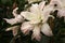 White hybrid lillies