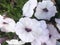 White hybrid Petunia flowers