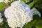 White Hydrangea arborescens Annabelle, backlit by the evening sun in summer.