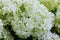 White Hydrangea arborescens Annabelle, after blooming, green seeds.
