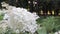 White Hydrangea arborescens Annabelle in summer. Smooth hydrangea flowers blooming in spring and summer in the garden, Hydrangea a