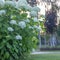 White hydrangea blooming in the evening summer garden