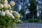 White hydrangea blooming in the evening summer garden