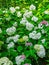 White hydrangea blooming in summer