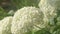White hydrangea blossom in garden. Close up footage