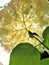 White hydrangea canopy with stem leaves