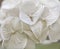 White hydrangea, close-up of a flower