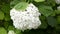 White hydrangea close up. The Latin name is HydrÃ¡ngea. Blooming solar shrubs for the garden