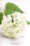 White hydrangea flower