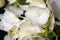 White Hydrangea Flower Blossom and Petals Closeup. An artsy photo that`s feminine, soft and dreamy