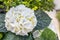 White hydrangea flower. close-up of a hydrangea in the garden. A bouquet of hydrangeas