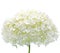 White Hydrangea Flower Isolated Closeup Mophead