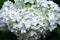 White hydrangea flower, Mop Annabelle H. Arborescens, Hydrangea tree Hydrangea Anabelle Cold-resistant bush. Inflorescences with