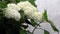 White hydrangea flowers