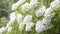 White hydrangea flowers