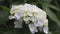 White hydrangea flowers