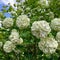 White hydrangea flowers