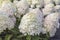 White hydrangea flowers close-up.