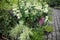 White hydrangea flowers in cuttings at the garden store. Flowering plant.