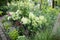 White hydrangea flowers in cuttings at the garden store. Flowering plant.