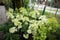 White hydrangea flowers in cuttings at the garden store. Flowering plant.