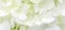 White hydrangea flowers panoramic border, banner, wedding romantic background. Flat lay.