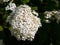 White hydrangea in the Haut Chitelet.