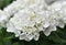 White Hydrangea (Hortensia)