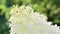 White Hydrangea Inflorescence on green blur nature background