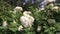 White hydrangea inflorescences bunch on windy summer day