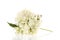 White Hydrangea isolated