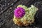 White Hydrangea And Purple Chrysanthemum On The Board With Moss