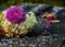 White Hydrangea With Purple Chrysanthemum On The Table