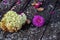 White Hydrangea And Purple Chrysanthemum On The Table