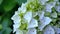 White hydrangea with small green leaves. motion video from the rear to the front.