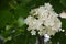 White hydrangea in the spring time with natura light