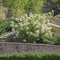 White hydrangea surrounded by green shrubs and trees