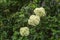 White hydrangeas make beautiful landscape flowers..