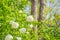 White hydrangeas in sunlight