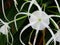 White hymenocallis.