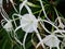 White hymenocallis.